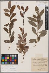 Foto von Salix caprea L. x Salix daphnoides Vill.